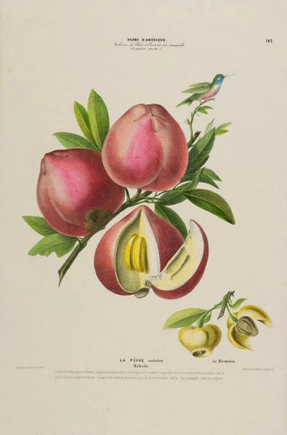 Etienne Denisse - Flore dAmerique dessinee dapres nature sur les lieux Pl142.webp