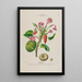 Flore d'Amérique dessinée d'après nature sur les lieux Pl143 - Étienne Denisse — gerahmtes Bild an der Wand