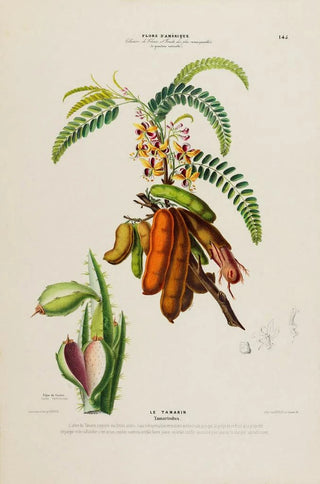 Etienne Denisse - Flore dAmerique dessinee dapres nature sur les lieux Pl145.webp