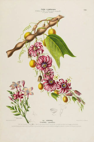 Etienne Denisse - Flore dAmerique dessinee dapres nature sur les lieux Pl146.webp