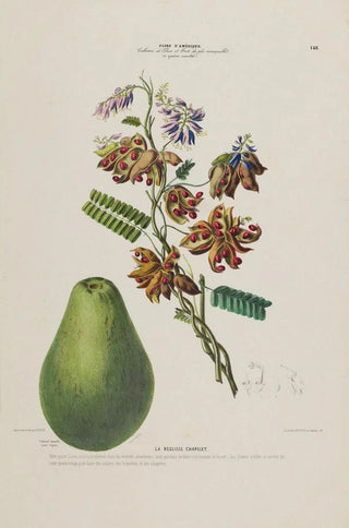Etienne Denisse - Flore dAmerique dessinee dapres nature sur les lieux Pl148.webp