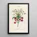 Flore d'Amérique dessinée d'après nature sur les lieux Pl152 - Étienne Denisse — gerahmtes Bild an der Wand