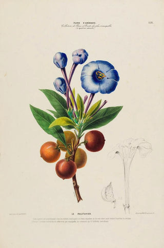 Etienne Denisse - Flore dAmerique dessinee dapres nature sur les lieux Pl154.webp