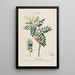 Flore d'Amérique dessinée d'après nature sur les lieux Pl156 - Étienne Denisse — gerahmtes Bild an der Wand
