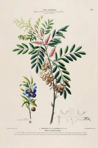 Etienne Denisse - Flore dAmerique dessinee dapres nature sur les lieux Pl156.webp