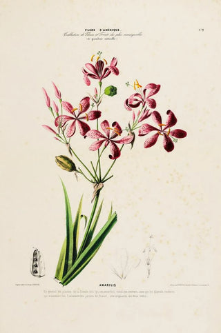 Etienne Denisse - Flore dAmerique dessinee dapres nature sur les lieux Pl172.webp