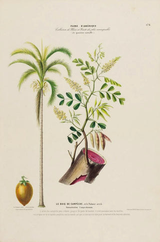 Etienne Denisse - Flore dAmerique dessinee dapres nature sur les lieux Pl174.webp