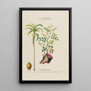 Etienne Denisse - Flore dAmerique dessinee dapres nature sur les lieux Pl174.webp