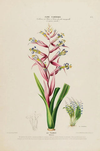 Etienne Denisse - Flore dAmerique dessinee dapres nature sur les lieux Pl175.webp