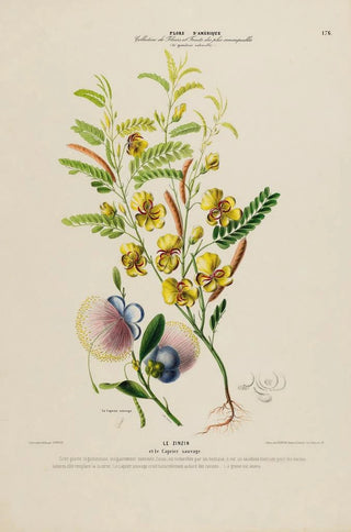 Etienne Denisse - Flore dAmerique dessinee dapres nature sur les lieux Pl176.webp