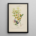 Flore d'Amérique dessinée d'après nature sur les lieux Pl176 - Étienne Denisse — gerahmtes Bild an der Wand