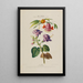 Flore d'Amérique dessinée d'après nature sur les lieux Pl177 - Étienne Denisse — gerahmtes Bild an der Wand
