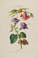 Flore d'Amérique dessinée d'après nature sur les lieux Pl177 - Étienne Denisse — Ansicht des Kunstwerks