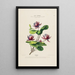 Flore d'Amérique dessinée d'après nature sur les lieux Pl178 - Étienne Denisse — gerahmtes Bild an der Wand