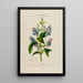 Flore d'Amérique dessinée d'après nature sur les lieux Pl180 - Étienne Denisse — gerahmtes Bild an der Wand