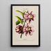 Flore d'Amérique dessinée d'après nature sur les lieux Pl181 - Étienne Denisse — gerahmtes Bild an der Wand
