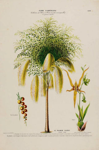 Etienne Denisse - Flore dAmerique dessinee dapres nature sur les lieux Pl182.webp
