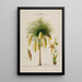 Flore d'Amérique dessinée d'après nature sur les lieux Pl182 - Étienne Denisse — gerahmtes Bild an der Wand