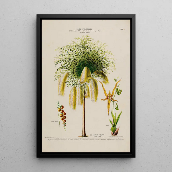Etienne Denisse - Flore dAmerique dessinee dapres nature sur les lieux Pl182.webp