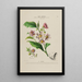 Flore d'Amérique dessinée d'après nature sur les lieux Pl183 - Étienne Denisse — gerahmtes Bild an der Wand
