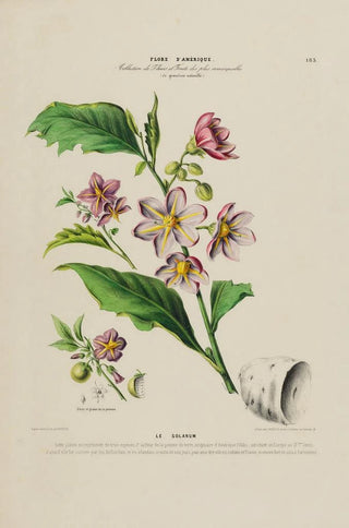 Etienne Denisse - Flore dAmerique dessinee dapres nature sur les lieux Pl183.webp
