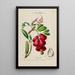Flore d'Amérique dessinée d'après nature sur les lieux Pl184 - Étienne Denisse — gerahmtes Bild an der Wand
