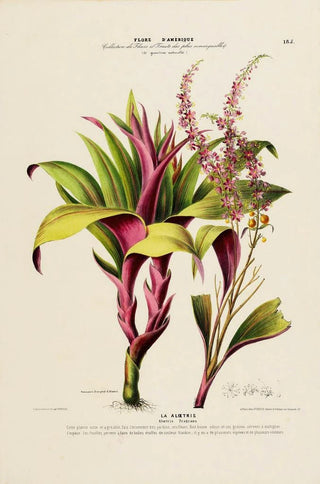 Etienne Denisse - Flore dAmerique dessinee dapres nature sur les lieux Pl185.webp