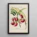 Flore d'Amérique dessinée d'après nature sur les lieux Pl186 - Étienne Denisse — gerahmtes Bild an der Wand