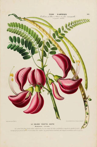 Etienne Denisse - Flore dAmerique dessinee dapres nature sur les lieux Pl186.webp