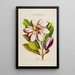 Flore d'Amérique zeichnung nach der Natur vor Ort Pl188 - Étienne Denisse — gerahmtes Bild an der Wand