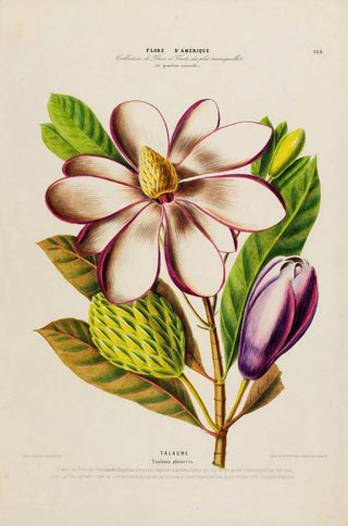 Etienne Denisse - Flore dAmerique dessinee dapres nature sur les lieux Pl188.webp