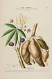 Flore d'Amérique zeichnung nach der Natur vor Ort Pl189 - Étienne Denisse — Ansicht des Kunstwerks
