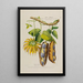 Flore d'Amérique dessinée d'après nature sur les lieux Pl190 - Étienne Denisse — gerahmtes Bild an der Wand