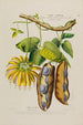 Flore d'Amérique dessinée d'après nature sur les lieux Pl190 - Étienne Denisse — Ansicht des Kunstwerks