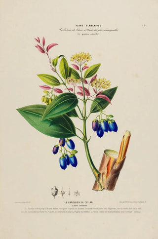 Etienne Denisse - Flore dAmerique dessinee dapres nature sur les lieux Pl191.webp