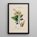 Flore d'Amérique dessinée d'après nature sur les lieux Pl191 - Étienne Denisse — gerahmtes Bild an der Wand