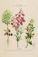 Flore d'Amérique zeichnung nach der Natur vor Ort Pl193 - Étienne Denisse — Ansicht des Kunstwerks