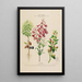 Flore d'Amérique zeichnung nach der Natur vor Ort Pl193 - Étienne Denisse — gerahmtes Bild an der Wand