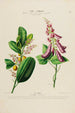 Flore d'Amérique zeichnung nach der Natur vor Ort Pl194 - Étienne Denisse — Ansicht des Kunstwerks