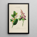 Flore d'Amérique zeichnung nach der Natur vor Ort Pl194 - Étienne Denisse — gerahmtes Bild an der Wand