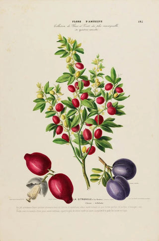 Etienne Denisse - Flore dAmerique dessinee dapres nature sur les lieux Pl195.webp