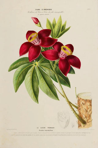 Etienne Denisse - Flore dAmerique dessinee dapres nature sur les lieux Pl197.webp