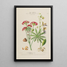 Flore d'Amérique dessinée d'après nature sur les lieux Pl199 - Étienne Denisse — gerahmtes Bild an der Wand