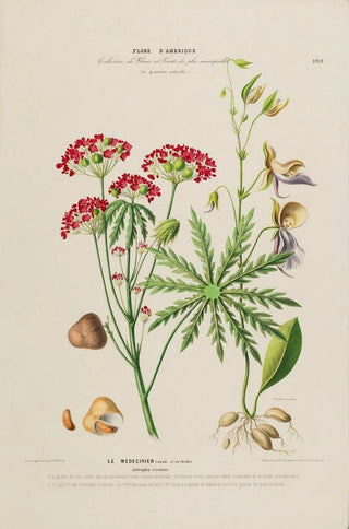 Etienne Denisse - Flore dAmerique dessinee dapres nature sur les lieux Pl199.webp