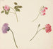 Reproduktion des Gemäldes Studie von Blumen und Gemüse - Johanna Fosie