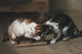 Zwei Katzen mit Beute - Eugène Remy Maes — Ansicht des Kunstwerks