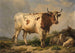 Stier - Eugène Joseph Verboeckhoven — Ansicht des Kunstwerks