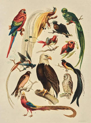 F E Wright - Birds.webp