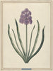 Hyazinthe Charmantes Violett - F. Wijand — Ansicht des Kunstwerks