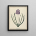 Hyazinthe Charmantes Violett - F. Wijand — gerahmtes Bild an der Wand